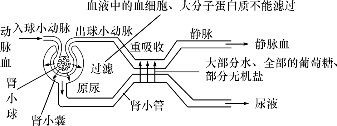 13/15 血管的结构和功能 14/15 心脏的结构 15/15 尿液的形成 来源