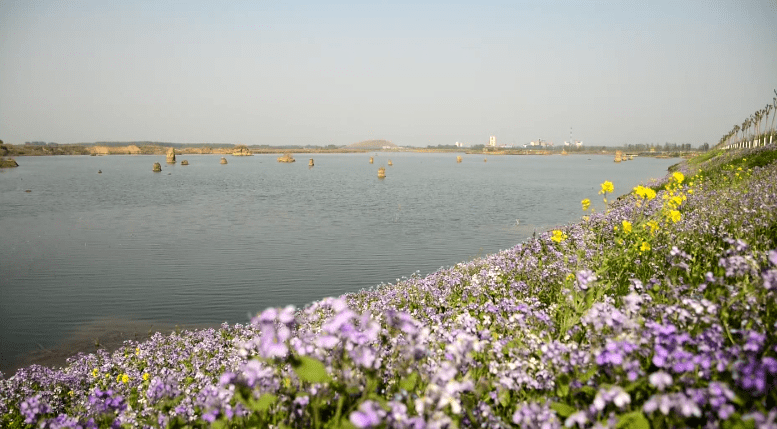 济宁累计完成湿地保护修复100余万亩_南四湖