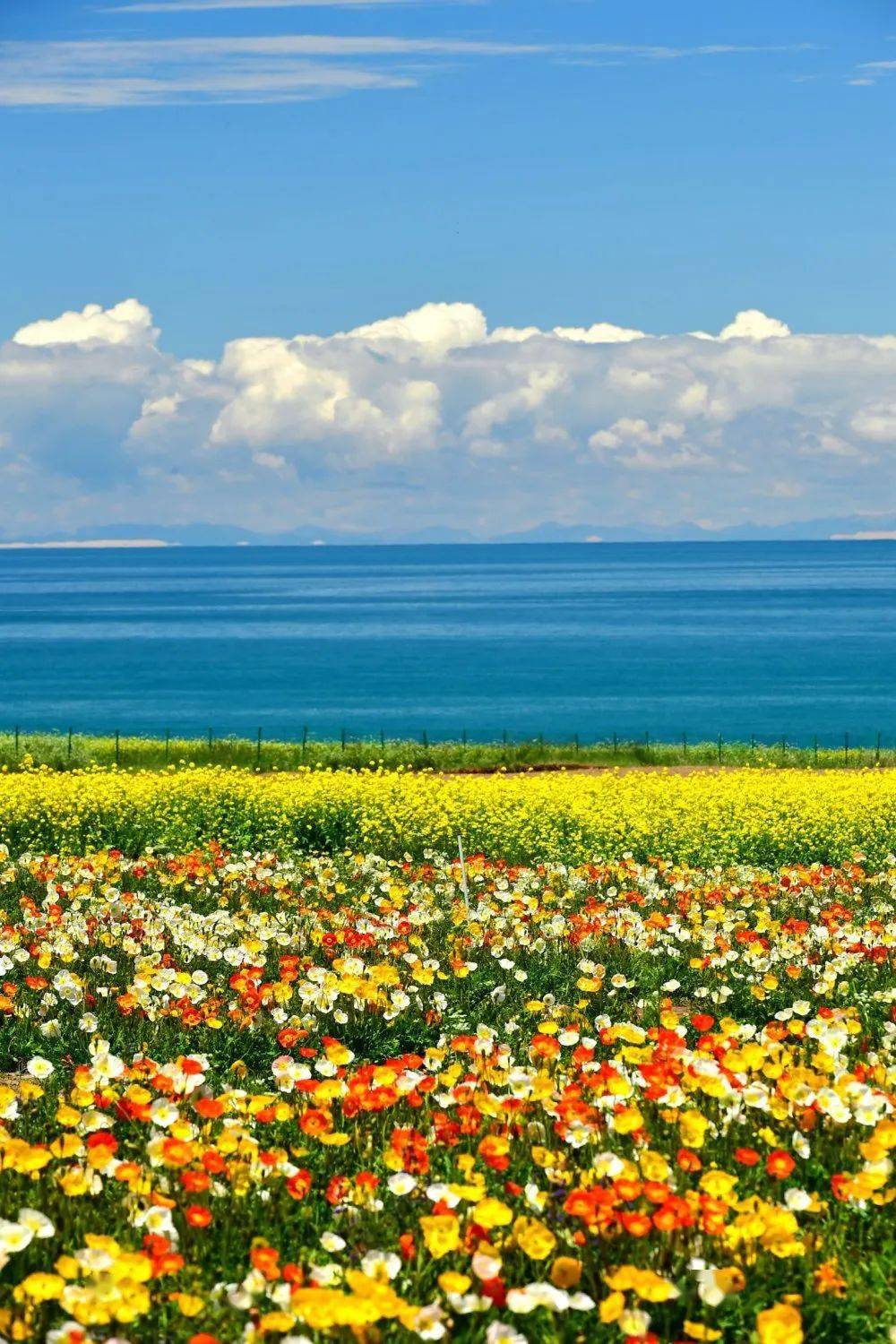 青海湖最美花海