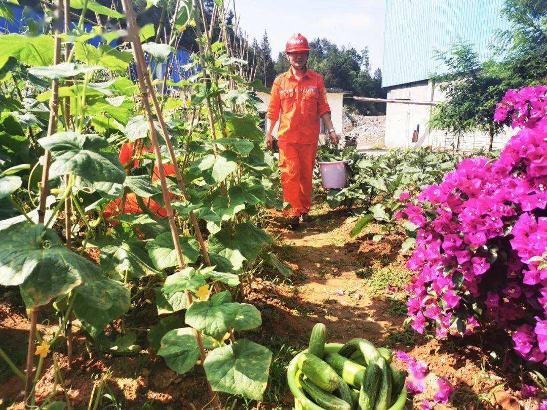 员工|到华新“开心农场”采摘去！大暑