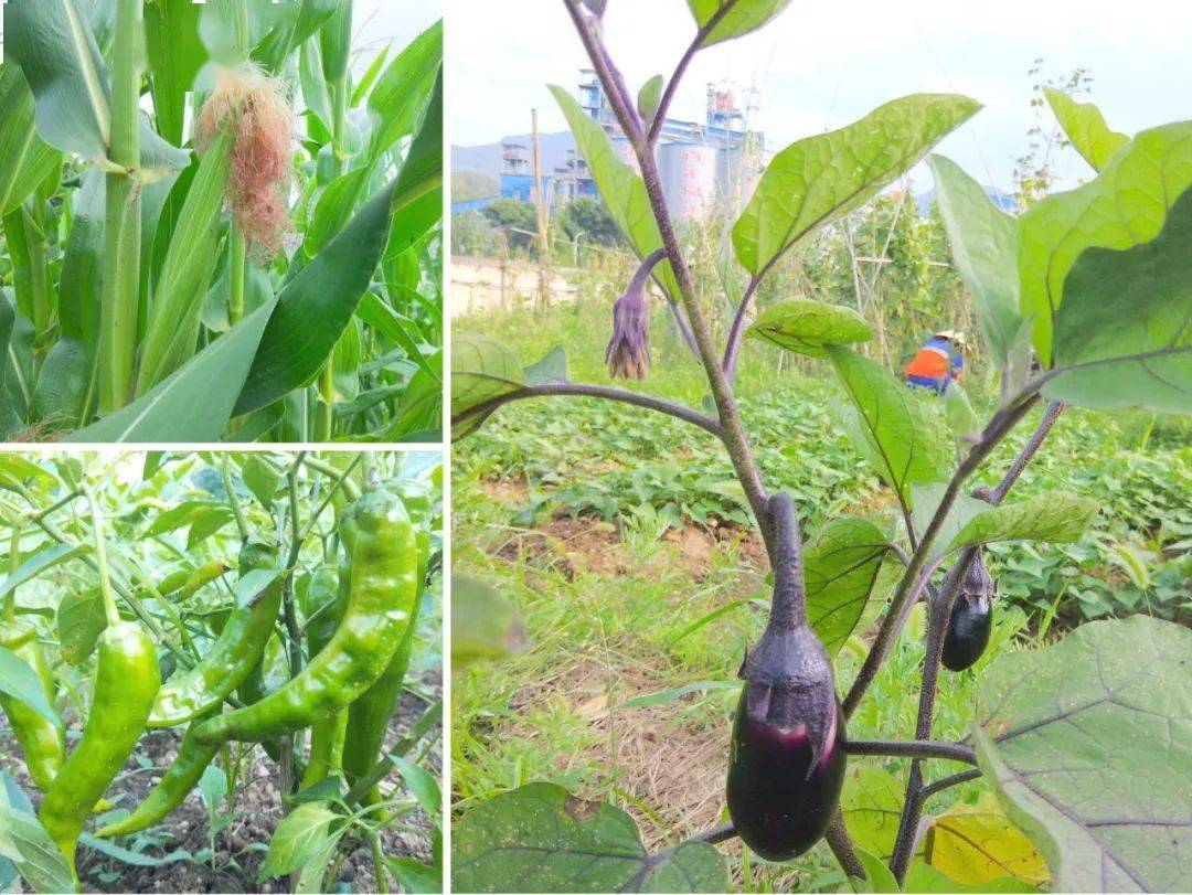 员工|到华新“开心农场”采摘去！大暑