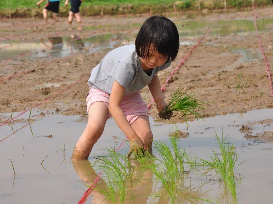第五届水稻插秧节邀你共度充实暑假