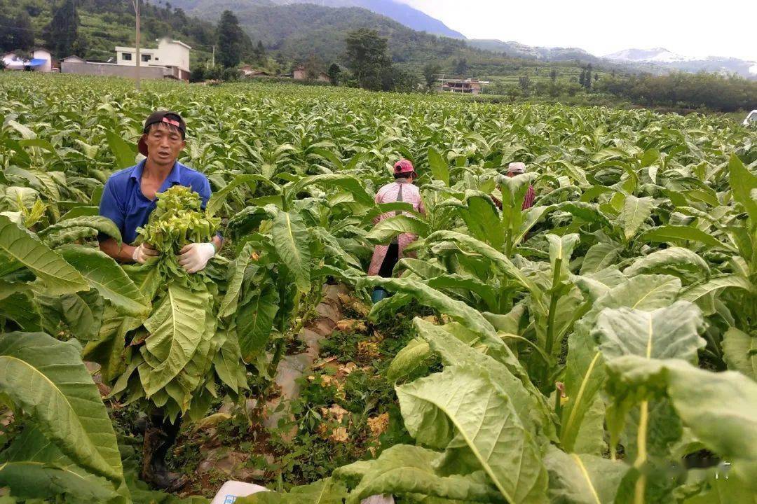 会理烤烟田管忙 烟叶长势旺