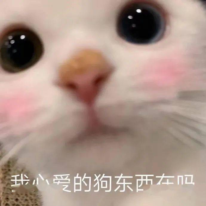 第54期喵表情 | "认识你真好,不认识更好!
