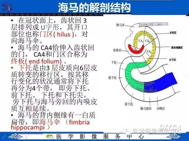 海马的解剖及萎缩分级