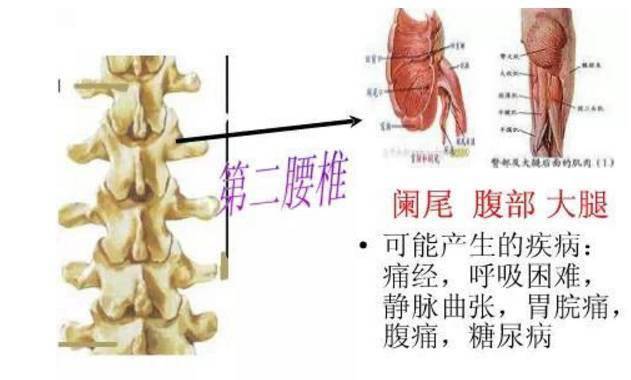 第二腰椎段:下腹痛,腰酸痛,性机能减退第三腰椎段:膀胱,尿少,腰,膝