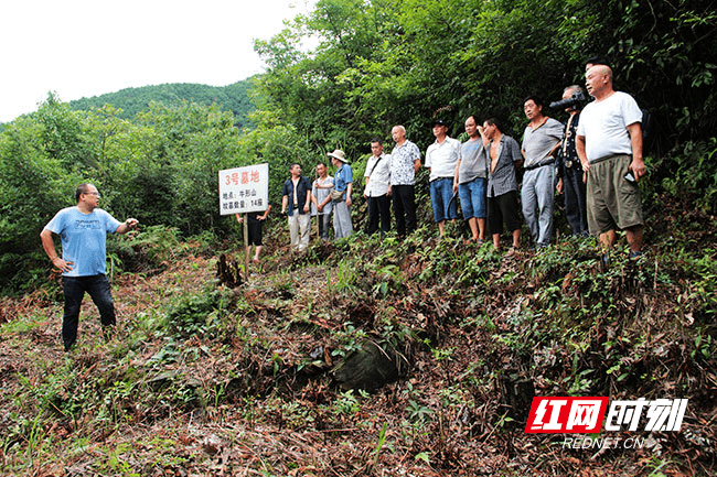 磨子山|溆浦发现48座红军坟墓