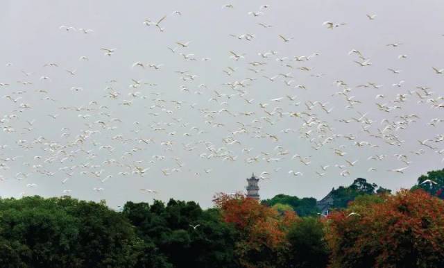 惠州|苏东坡的“两个西湖”