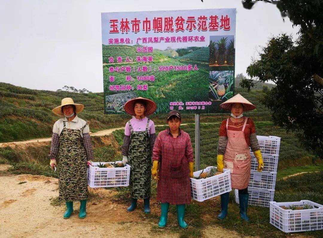 赞博白旺茂千亩凤梨园迎来采摘旺季夏日采摘约起来