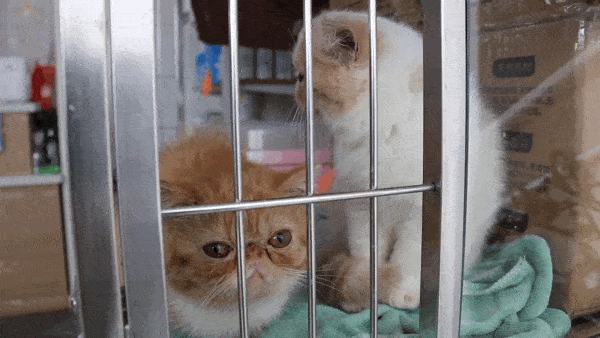 在养宠物时要注意哪些事项? 爱宝贝动物医院院长郭庆川为您揭秘!