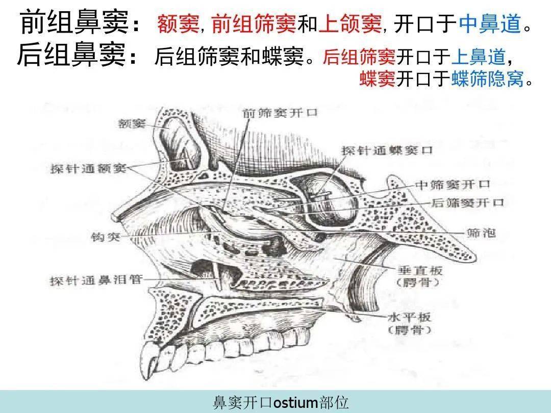 鼻的影像解剖