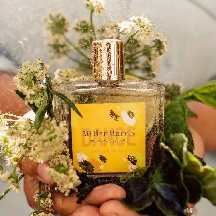 玫瑰|最近让我觉得好玩儿的事儿