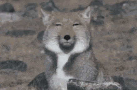 的黑颈鹤▼在崎岖的山地施展