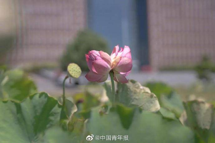 高校|10万分之一的概率！高校惊现罕见景象，美！