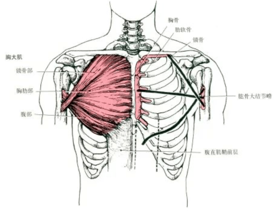 2.胸小肌