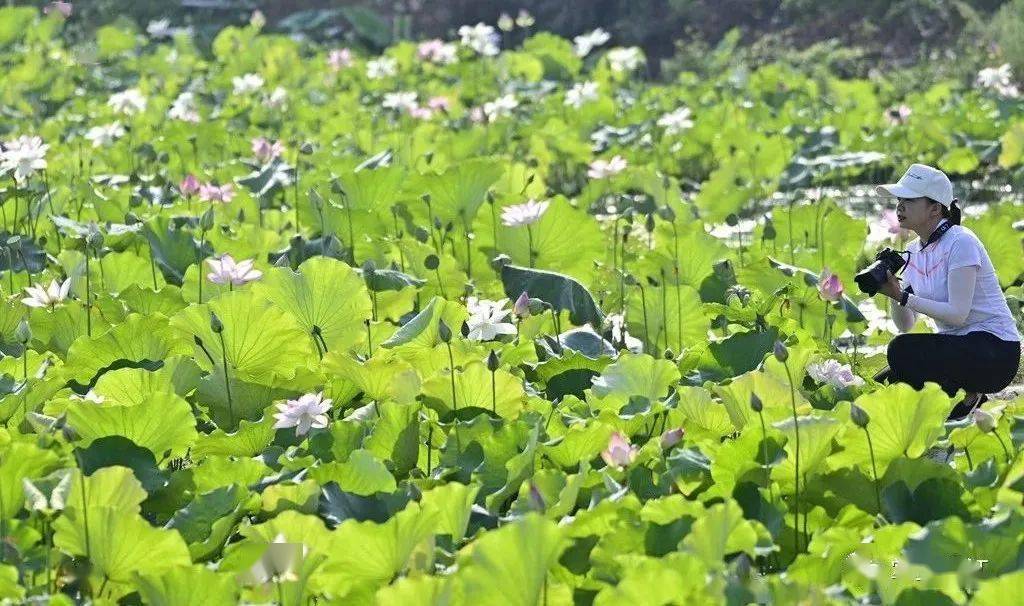 近日,从江县贯洞镇龙图荷花田内的荷花竞相开放,吸引了许多游客前来