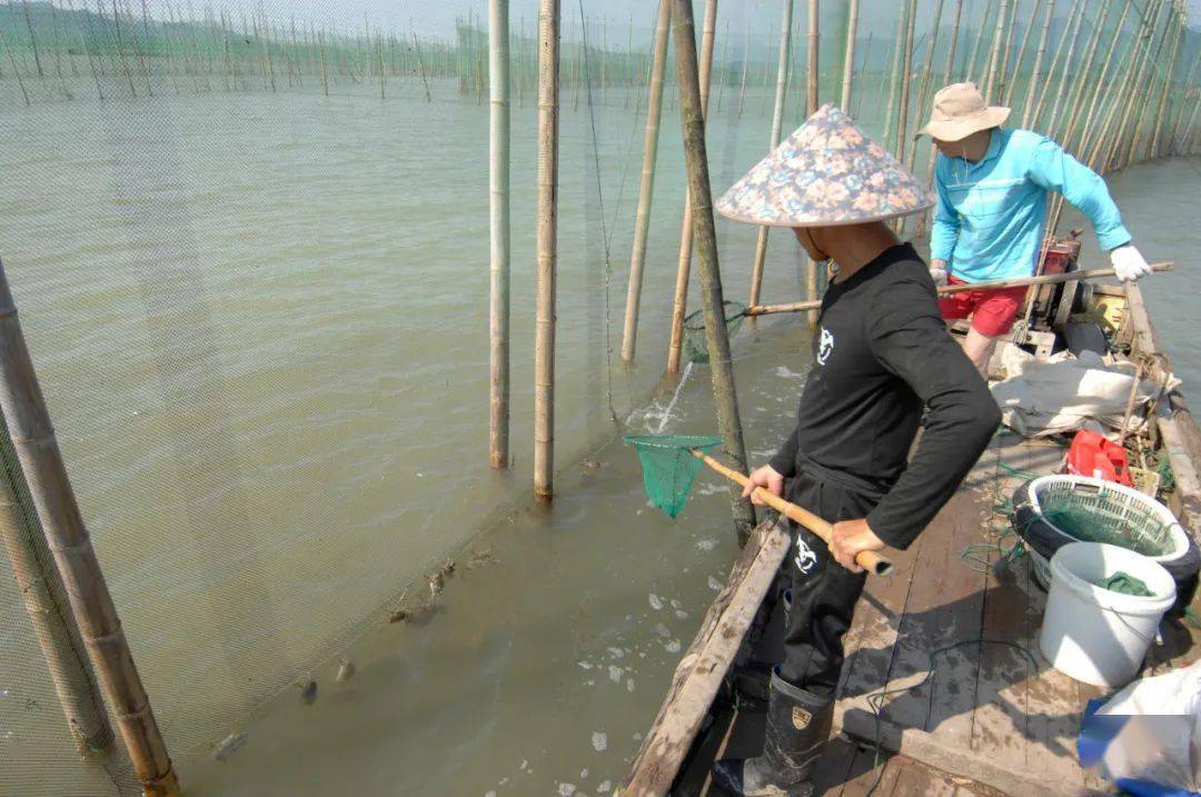 别流口水!宁波养殖梭子蟹夏捕开始啦