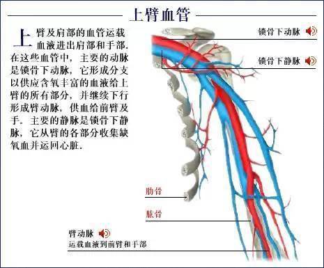 收藏每一位医生都应该掌握的史上最全人体解剖图