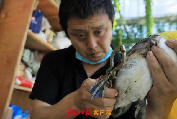 鸳鸯|哈尔滨鸳鸯咋拿到了中科院的“身份证”？