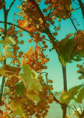 爱德华王子|听说了吗？好吃的东西都是0卡路里！