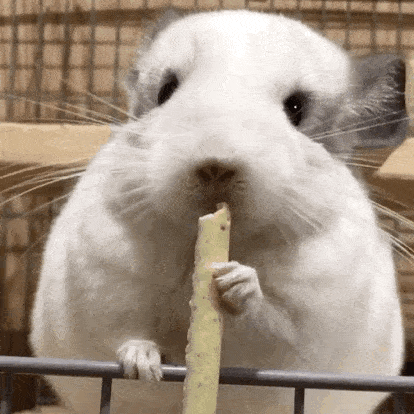 主人|龙猫应该吃什么?主人可千万别搞错!