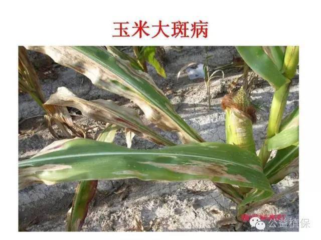 【收藏】玉米全生长期病害高清图谱,附讲解