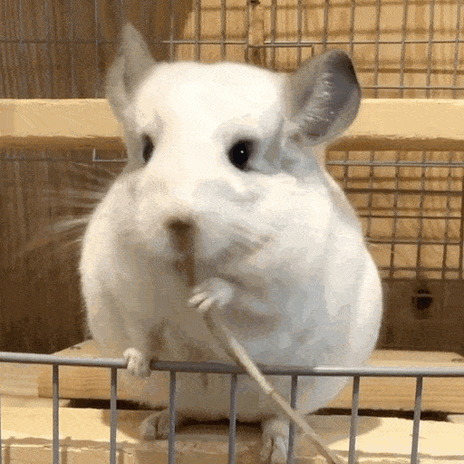 主人|龙猫应该吃什么?主人可千万别搞错!