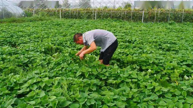 地瓜是不是含钾高 f81e1e7d916443b6a4f0ac4b4e322276.jpeg