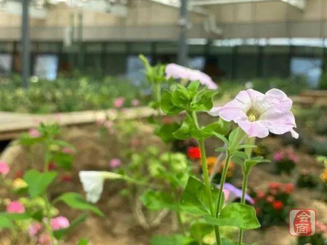 郭喜凤|8月1日 来这所建在图书馆中的学校开启童话之旅！