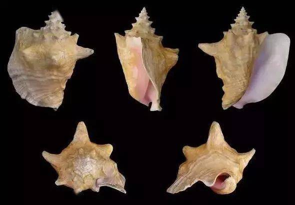 珍珠|这些世间罕见的珍珠，你拿着钱都买不到！