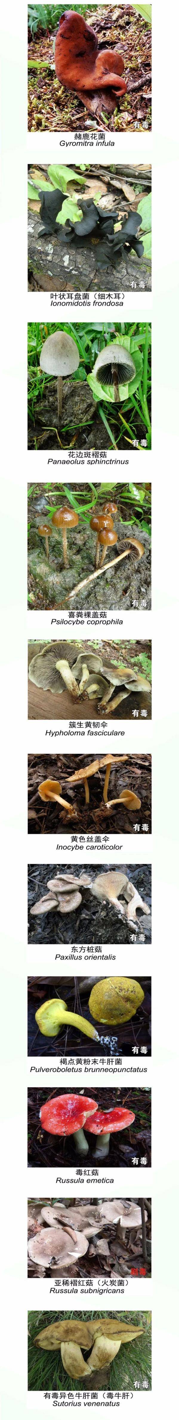 一家人|不敢相信！已有12人身亡！吃青头菌也中毒？