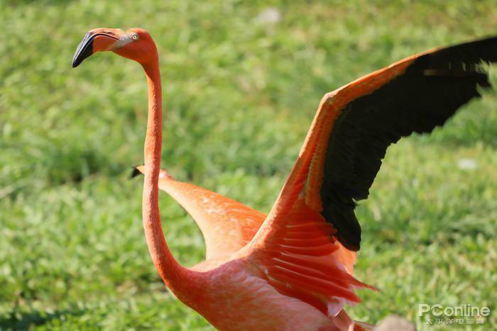 慢动作|2.6w还买不到？EOS R5玩8K视频，高端PC直接崩