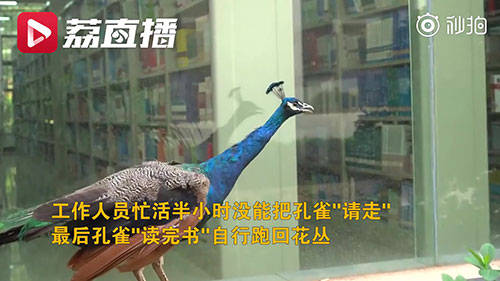 孔雀|孔雀跑进高校图书馆淡定看书 网友：又美又飒又有文化