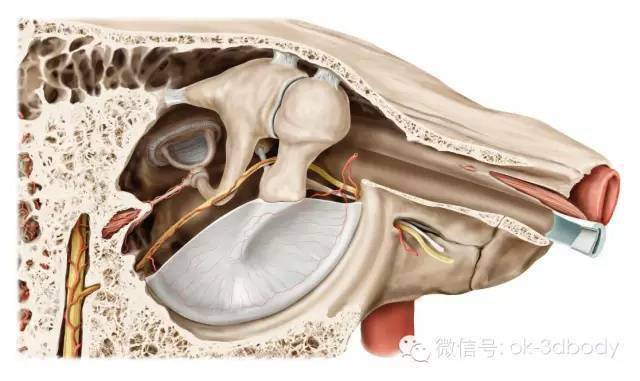 内耳的应用解剖内耳深居颧骨岩部,结构复杂而精细,又称迷路,内含听觉