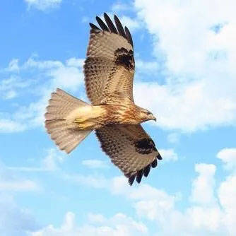 弹弓|无锡一男子借助热成像仪和弹弓非法捕获斑鸠1000余只 已被刑拘