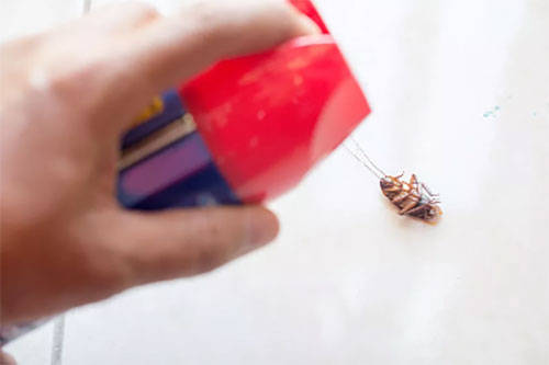 崩溃|姑娘起夜突遇蟑螂瞬间崩溃！不敢睡轮番找爸妈男友倾诉，最后拦住了外卖大叔…