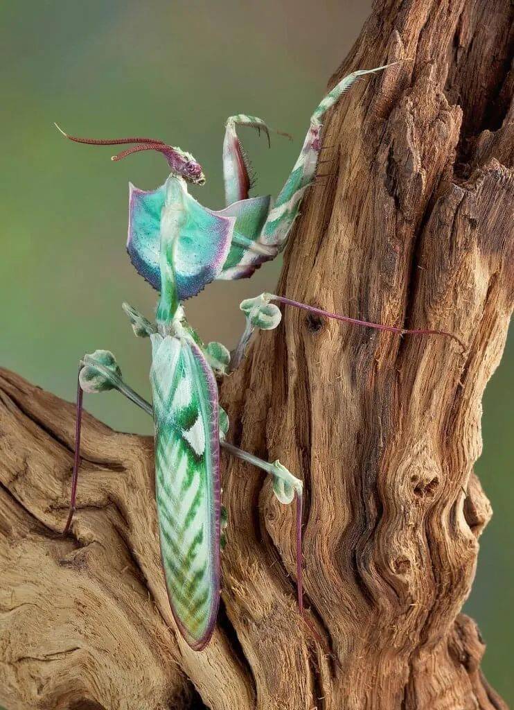 物种图册-魔花螳螂