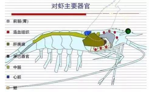 养南美白对虾就是养肝胰腺对于对虾肝胰腺您了解多少呢