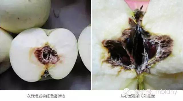 苹果霉心病