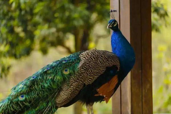 云南|“学霸”孔雀闯进云南一高校图书馆淡定“看书”