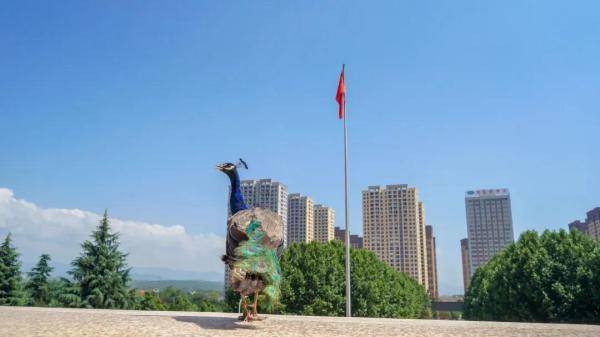 云南|“学霸”孔雀闯进云南一高校图书馆淡定“看书”