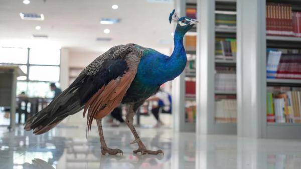 云南|“学霸”孔雀闯进云南一高校图书馆淡定“看书”