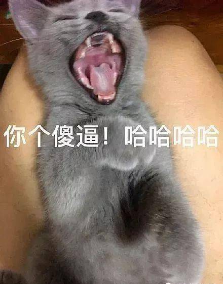 年拍|铲屎官必看!被誉为拍猫教父的他,70年拍猫历史全在这