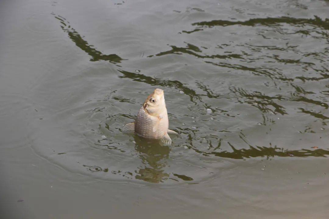 在"进水口"钓鱼的钓法解析!