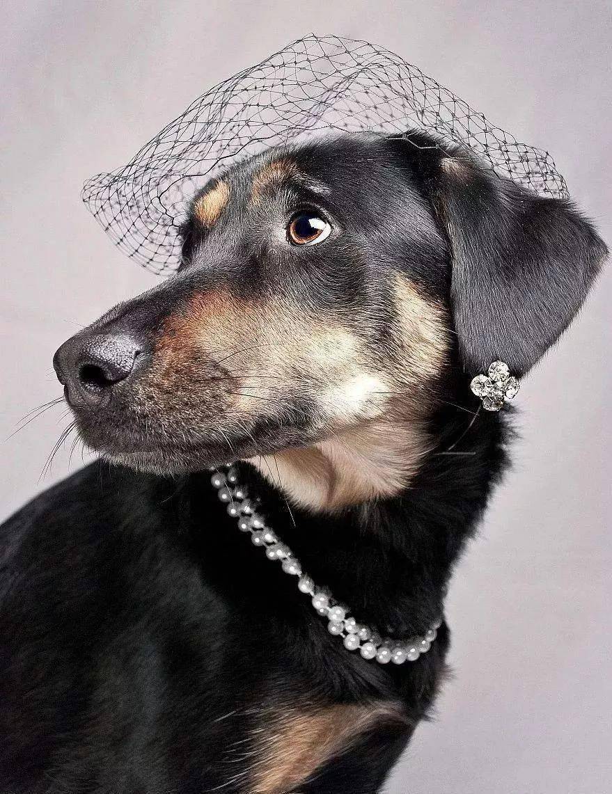 珠宝|这些猫狗身上的珠宝!你居然一件也买不起!!!