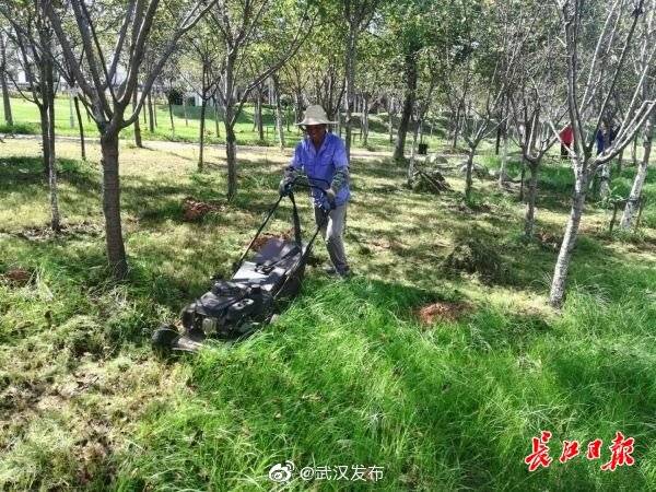 工人|高温下怎么护花，武汉景区园丁教你这样做