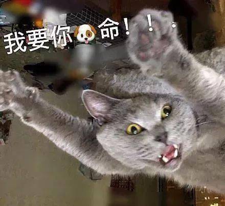 年拍|铲屎官必看!被誉为拍猫教父的他,70年拍猫历史全在这