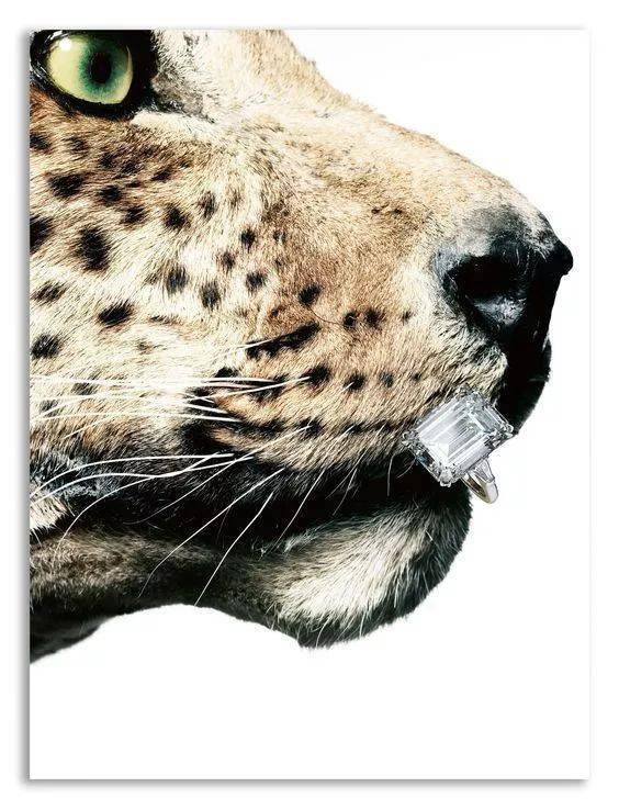 珠宝|这些猫狗身上的珠宝!你居然一件也买不起!!!