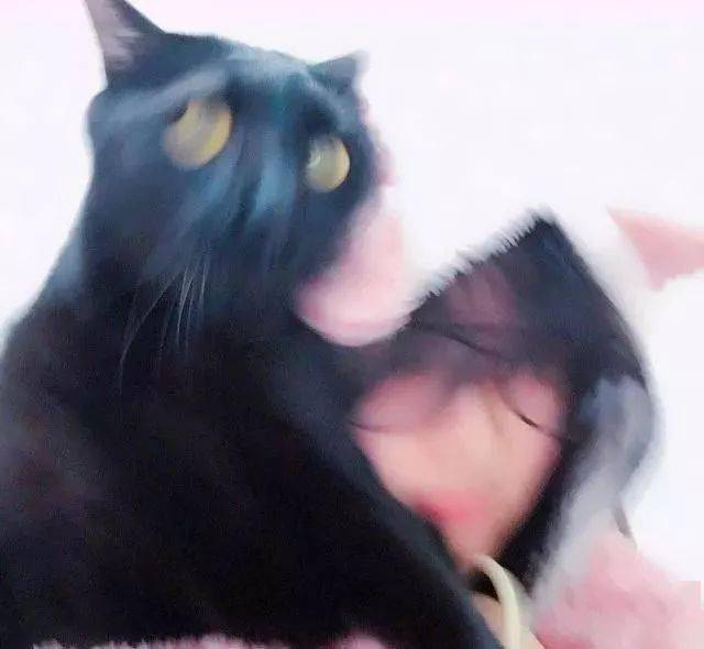 年拍|铲屎官必看!被誉为拍猫教父的他,70年拍猫历史全在这