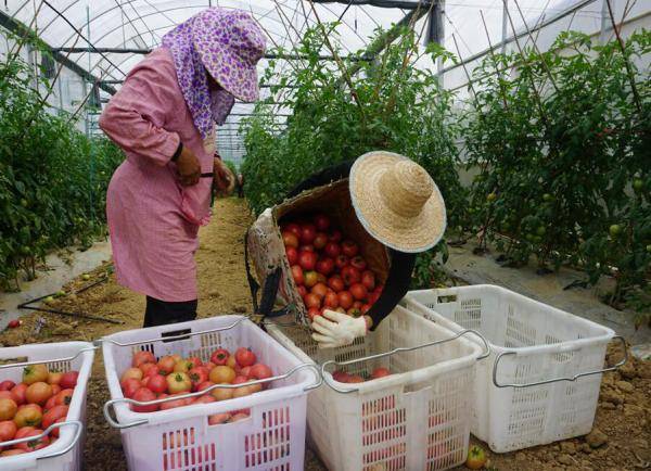 村民|贵阳市息烽县石硐镇：2.5万亩保供基地高标准蔬菜大量上市